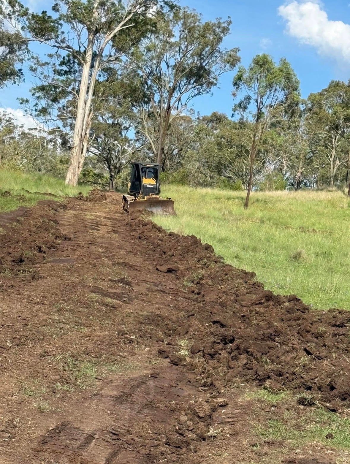 Bulldozer clearing and leveling dirt road through eucalyptus forest on sunny day with blue sky