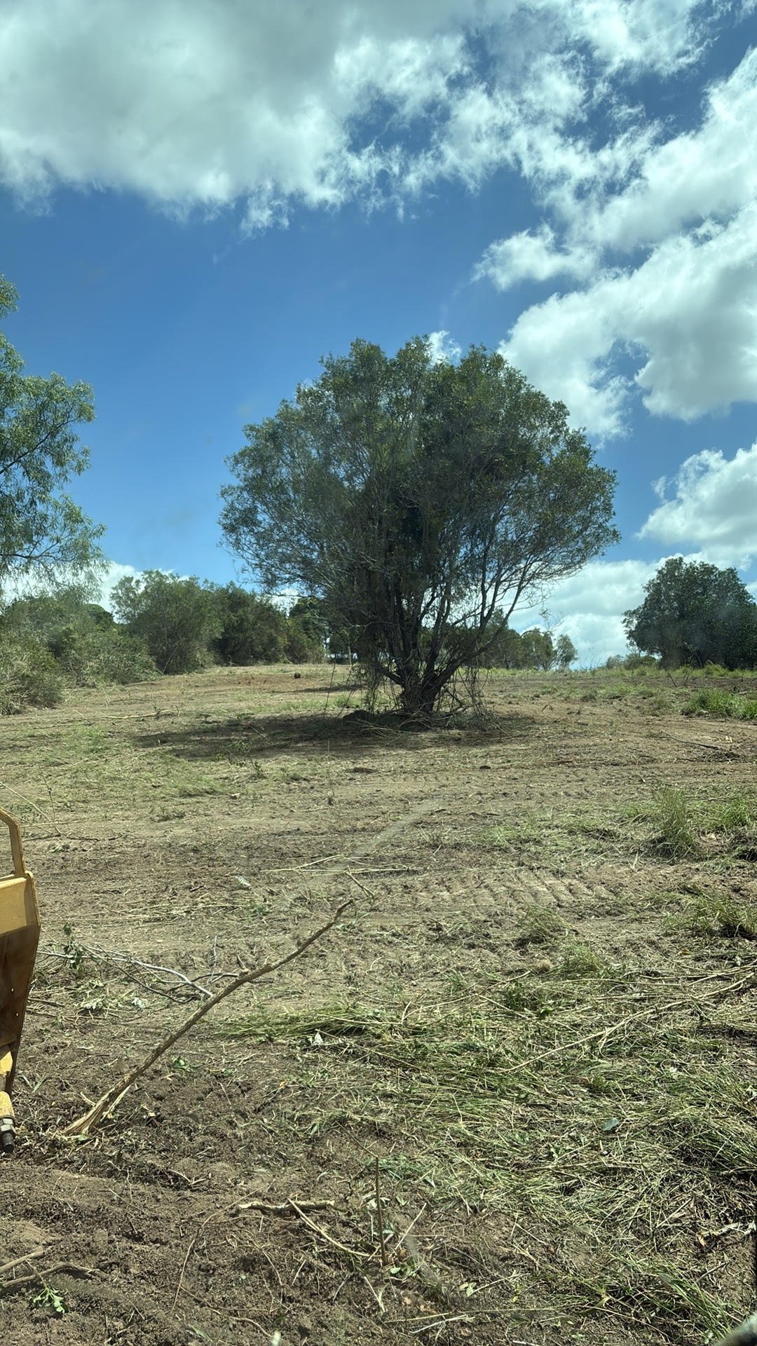 Solitary large tree with sprawling branches in an open, arid field under a blue sky with white clouds